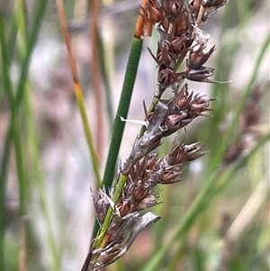 Lepyrodia anarthria (Scale Rush) at Bundanoon, NSW - 20 Nov 2025 by JaneR