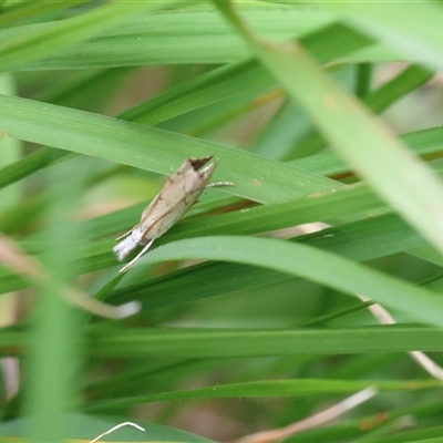 Culladia cuneiferellus (Crambinae moth) at Lyons, ACT - Today by ran452