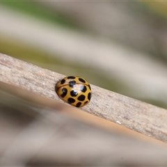 Harmonia conformis (Common Spotted Ladybird) at Lyons, ACT - Today by ran452