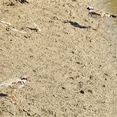 Thinornis melanops (Black-fronted Dotterel) at Kambah, ACT - Today by HelenCross