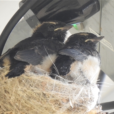 Rhipidura leucophrys (Willie Wagtail) at Kambah, ACT - Yesterday by HelenCross