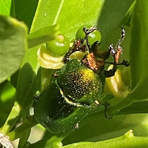 Lamprima aurata (Golden stag beetle) at Higgins, ACT - Today by Jennybach