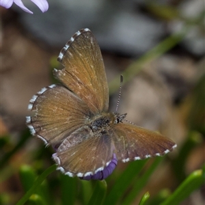 Neolucia agricola by amiessmacro