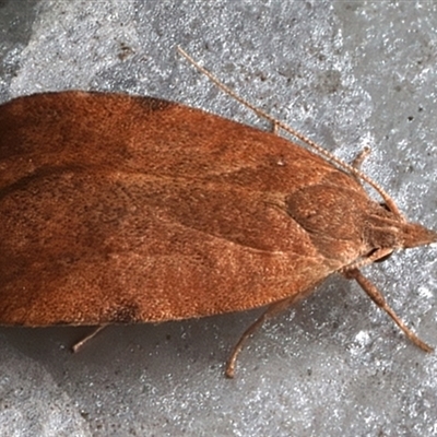 Tortricopsis uncinella (Wingia group) at Bulli, NSW - 22 Nov 2025 by jb2602