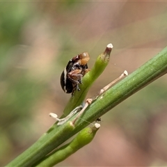 Unverified Insect at Franklin, ACT - Today by chriselidie