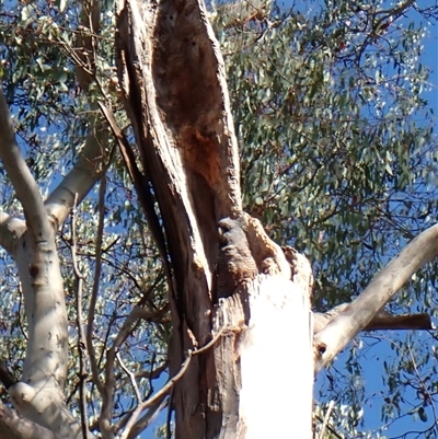 Callocephalon fimbriatum (Gang-gang Cockatoo) at Cook, ACT - Yesterday by CathB
