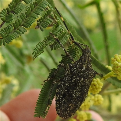 Unverified True bug (Hemiptera, Heteroptera) at Kambah, ACT - Today by HelenCross