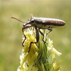 Rhinotia sp. (genus) (Unidentified Rhinotia weevil) at Kambah, ACT - Today by HelenCross