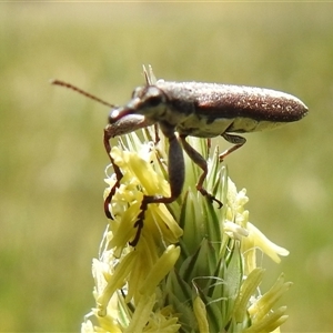 Rhinotia sp. (genus) (Unidentified Rhinotia weevil) at Kambah, ACT - Today by HelenCross