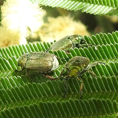 Diphucephala sp. (genus) (Green Scarab Beetle) at Kambah, ACT - Today by HelenCross