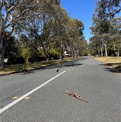 Varanus rosenbergi (Heath or Rosenberg's Monitor) at Ainslie, ACT - Today by beneb