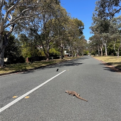 Varanus rosenbergi (Heath or Rosenberg's Monitor) at Ainslie, ACT - Today by beneb