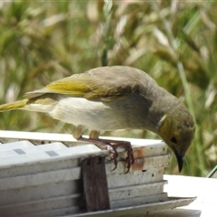 Ptilotula penicillata (White-plumed Honeyeater) at Kambah, ACT - Yesterday by HelenCross