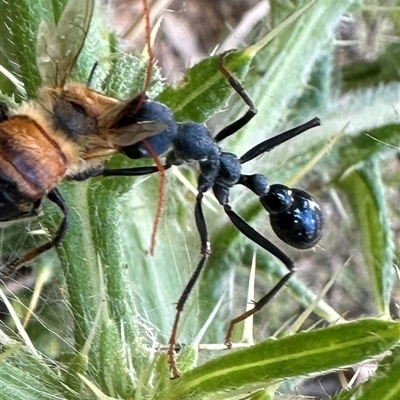 Myrmecia tarsata at  - suppressed by lbradley