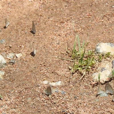 Zizina otis (Common Grass-Blue) at Kambah, ACT - Today by HelenCross