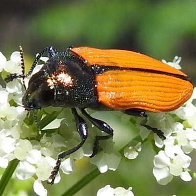 Castiarina subpura (A jewel beetle) at Kambah, ACT - Today by HelenCross