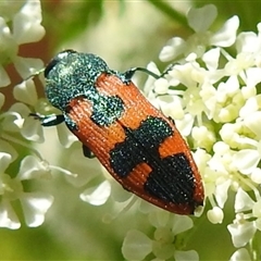 Castiarina hilaris (A jewel beetle) at Kambah, ACT - Today by HelenCross
