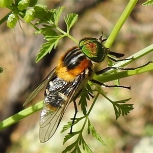 Scaptia (Scaptia) auriflua at Kambah, ACT - Today by HelenCross