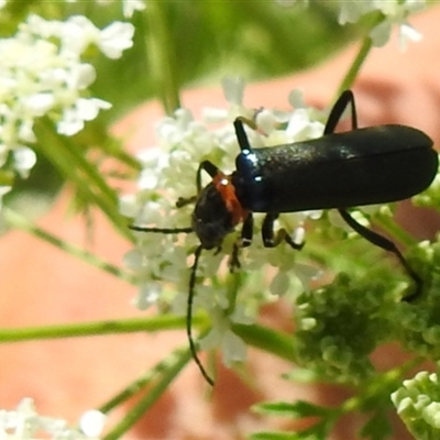 Chauliognathus lugubris (Plague Soldier Beetle) at Kambah, ACT - Today by HelenCross