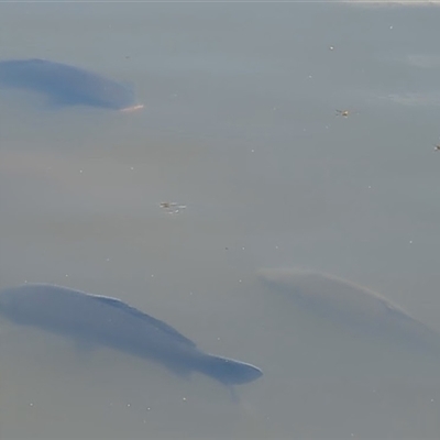 Cyprinus carpio (Common Carp) at Kambah, ACT - Yesterday by HelenCross