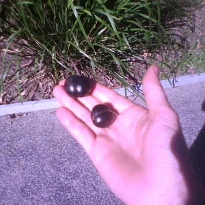 Prunus turneriana (wild almond) at Syndicate, QLD - 2 Oct 2014 by JasonPStewart