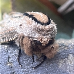 Unverified Moth (Lepidoptera) at Acton, ACT - Today by YellowButton