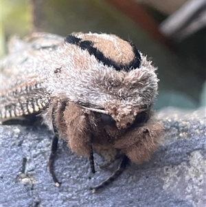 Unverified Moth (Lepidoptera) at Acton, ACT - Today by YellowButton