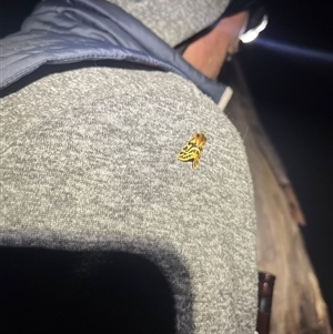 Ardices curvata (Crimson Tiger Moth) at Tharwa, ACT - 22 Nov 2025 by YellowButton