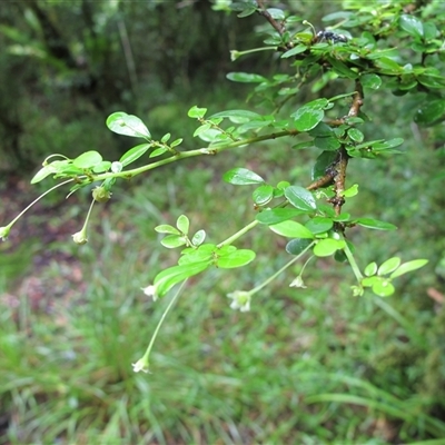 Phyllanthus microcladus (Brush Sauropus) at Syndicate, QLD - 25 Feb 2014 by JasonPStewart