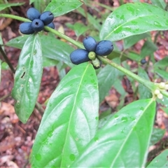 Lasianthus chlorocarpus at Syndicate, QLD - 25 Feb 2014 by JasonPStewart