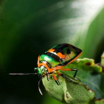 Scutiphora pedicellata (Metallic Jewel Bug) at  - suppressed by amiessmacro