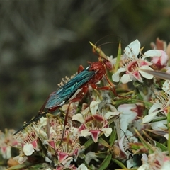 Lissopimpla excelsa at Tinderry, NSW - Today by Csteele4