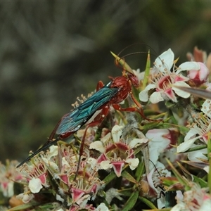 Lissopimpla excelsa at Tinderry, NSW - Today by Csteele4