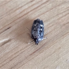 Unverified Moth (Lepidoptera) at Yass River, NSW - Today by SenexRugosus