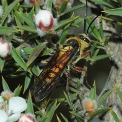 Catocheilus sp. (genus) at Tinderry, NSW - Today by Csteele4