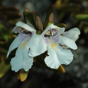 Prostanthera phylicifolia at Tinderry, NSW - Today by Csteele4