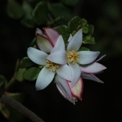 Boronia algida (Alpine Boronia) at Tinderry, NSW - Today by Csteele4