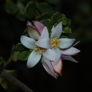 Boronia algida at Tinderry, NSW - Today by Csteele4