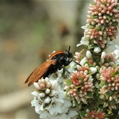 Pelecorhynchus sp. (genus) at Tinderry, NSW - Today by Csteele4