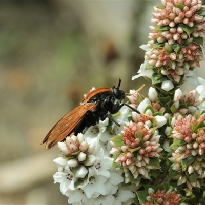 Pelecorhynchus sp. (genus) at Tinderry, NSW - Today by Csteele4
