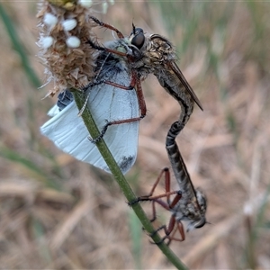 Cerdistus sp. (genus) at Franklin, ACT - Today by chriselidie