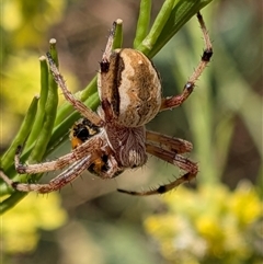 Unverified Spider at Franklin, ACT - Today by chriselidie