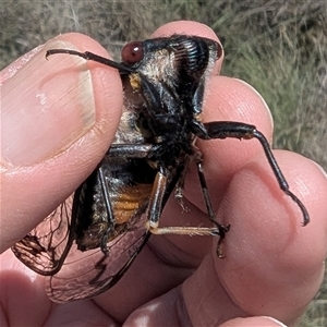 Psaltoda moerens (Redeye cicada) at Kambah, ACT - Today by HelenCross