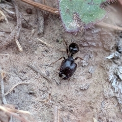 Pheidole sp. (genus) (Seed-harvesting ant) at Gungahlin, ACT - 22 Nov 2025 by chriselidie