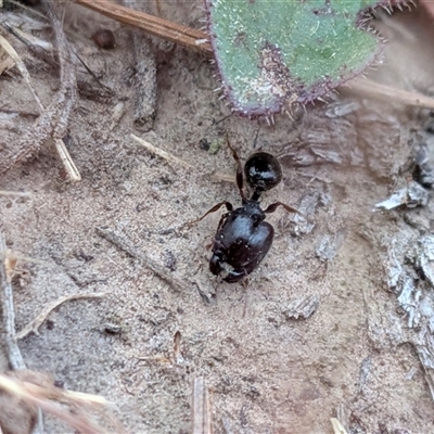 Pheidole sp. (genus) (Seed-harvesting ant) at Gungahlin, ACT - 22 Nov 2025 by chriselidie