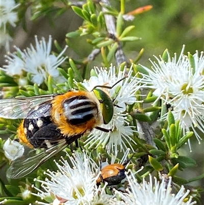 Scaptia (Scaptia) auriflua at Jerrabomberra, NSW - Today by SteveBorkowskis
