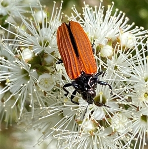 Castiarina nasuta (A jewel beetle) at Jerrabomberra, NSW - Today by SteveBorkowskis