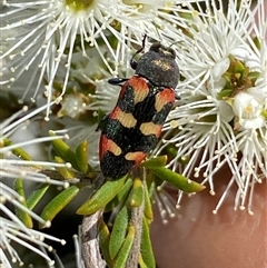 Castiarina sexplagiata (Jewel beetle) at Jerrabomberra, NSW - Today by SteveBorkowskis