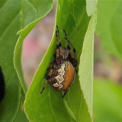 Unverified Orb-weaving spider (several families) at Whitlam, ACT - Yesterday by sangio7