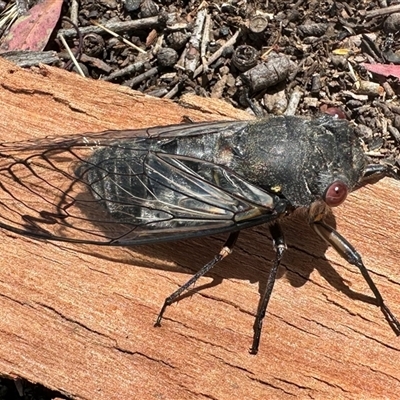 Psaltoda moerens (Redeye cicada) at  - suppressed by Pirom